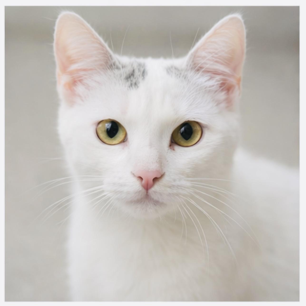 Enlarge Kewpie, a ADOPTABLE Domestic Short Hair in Joliet, IL image 4/6