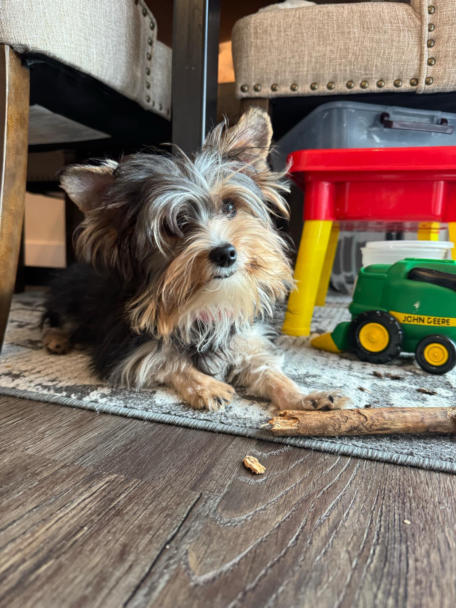 Reggie, a Adopted Yorkie Poo in Troy, MI image 1/4