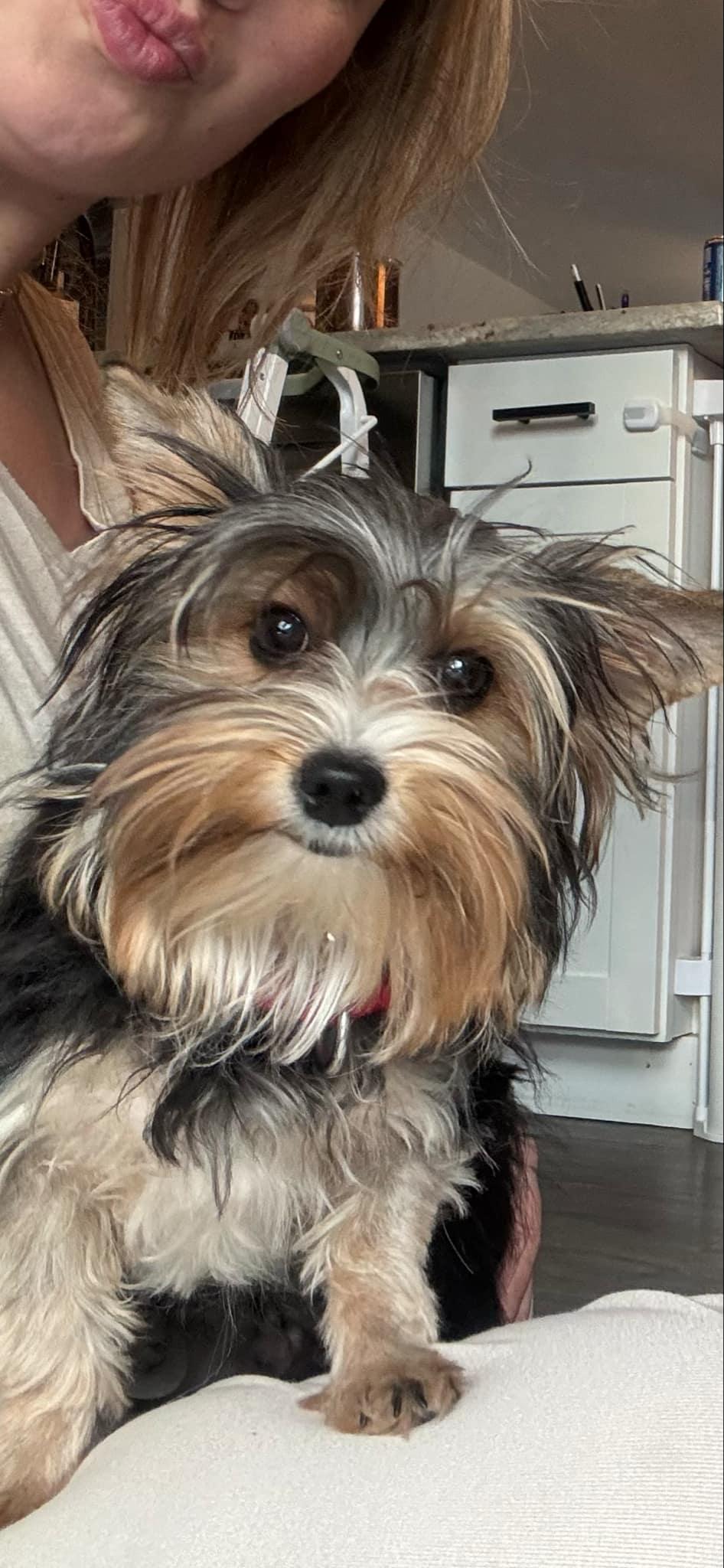 Reggie, a Adopted Yorkie Poo in Troy, MI image 4/4