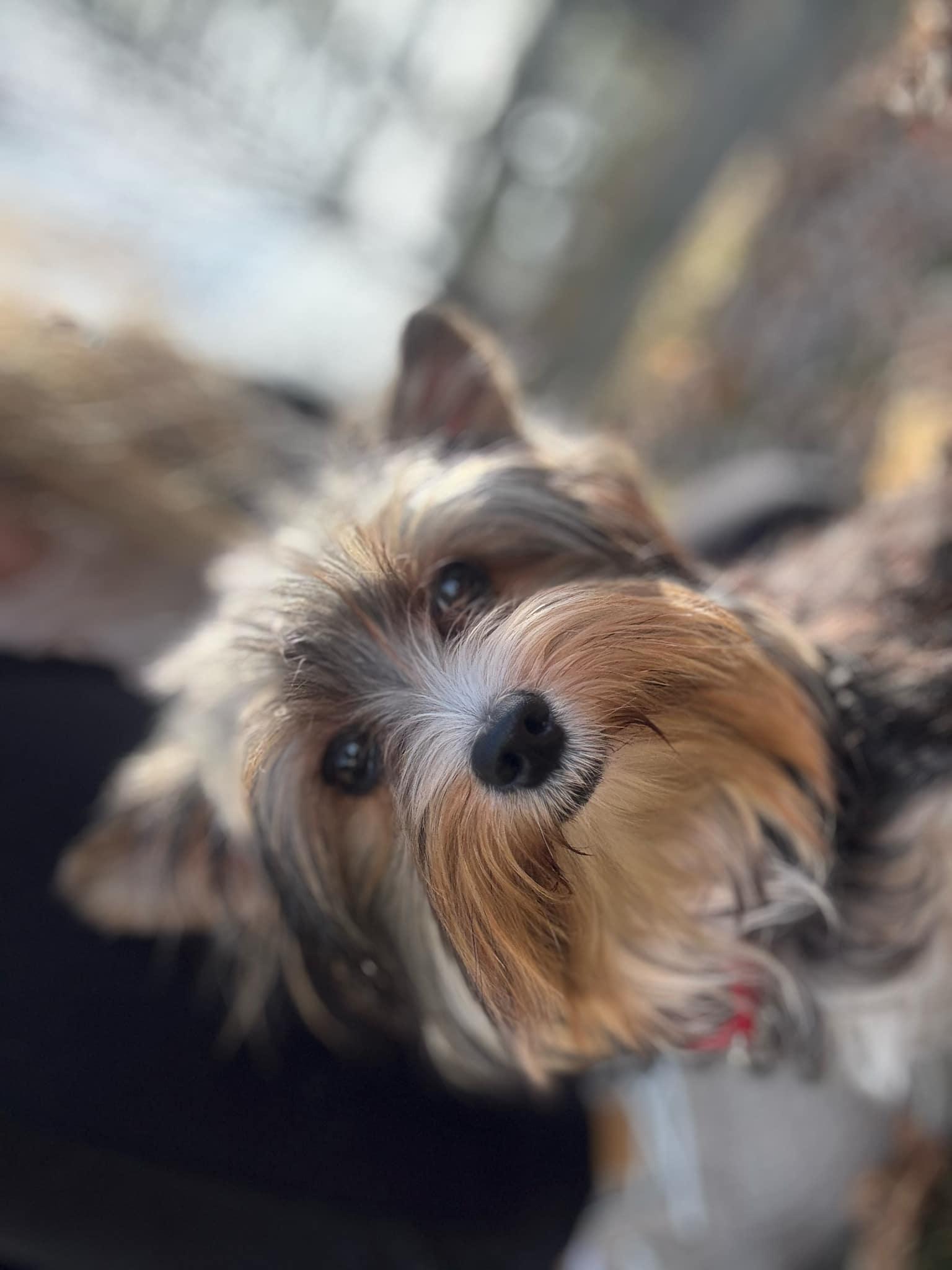 Reggie, a Adopted Yorkie Poo in Troy, MI image 3/4