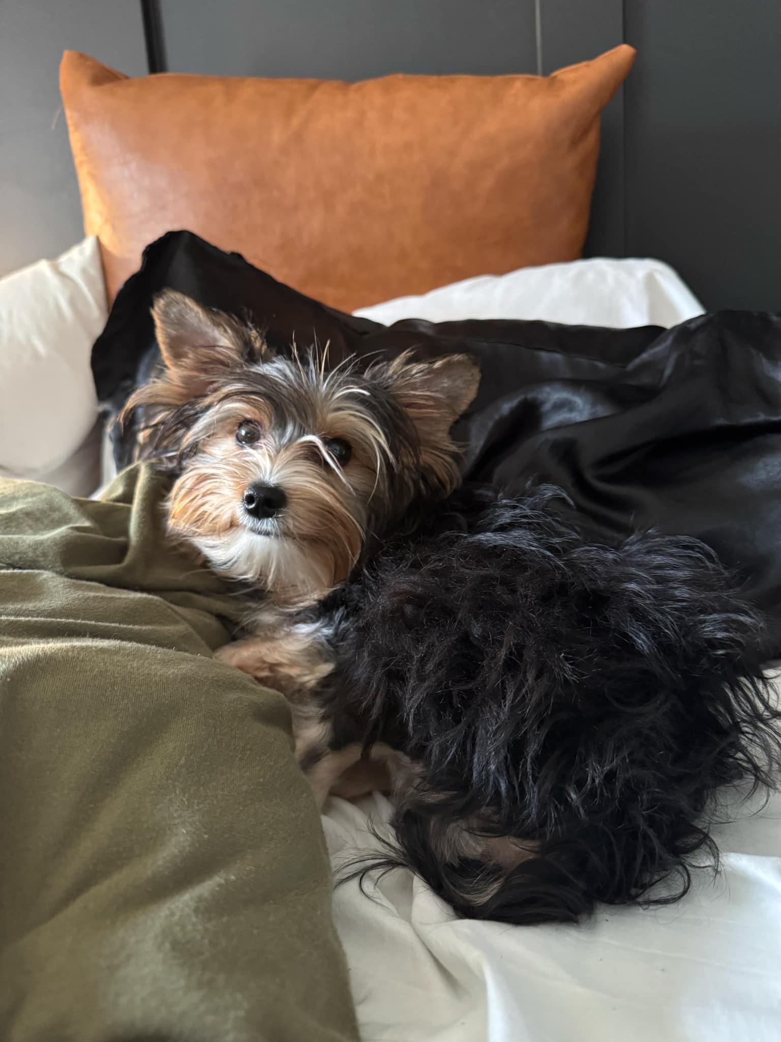 Reggie, a Adopted Yorkie Poo in Troy, MI image 2/4