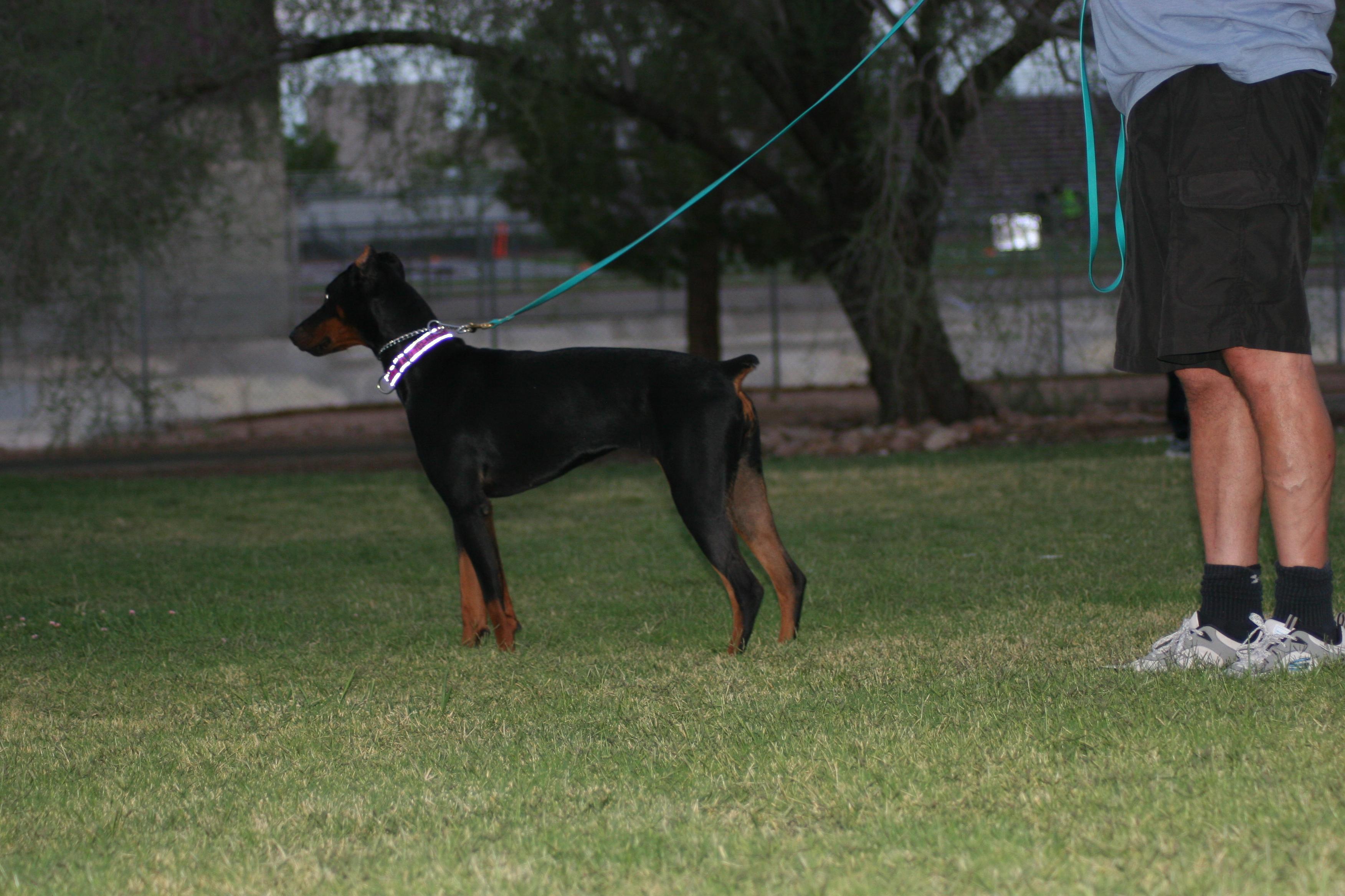 Bella, a Adoptable Doberman Pinscher in Las Vegas, NV image 1/5