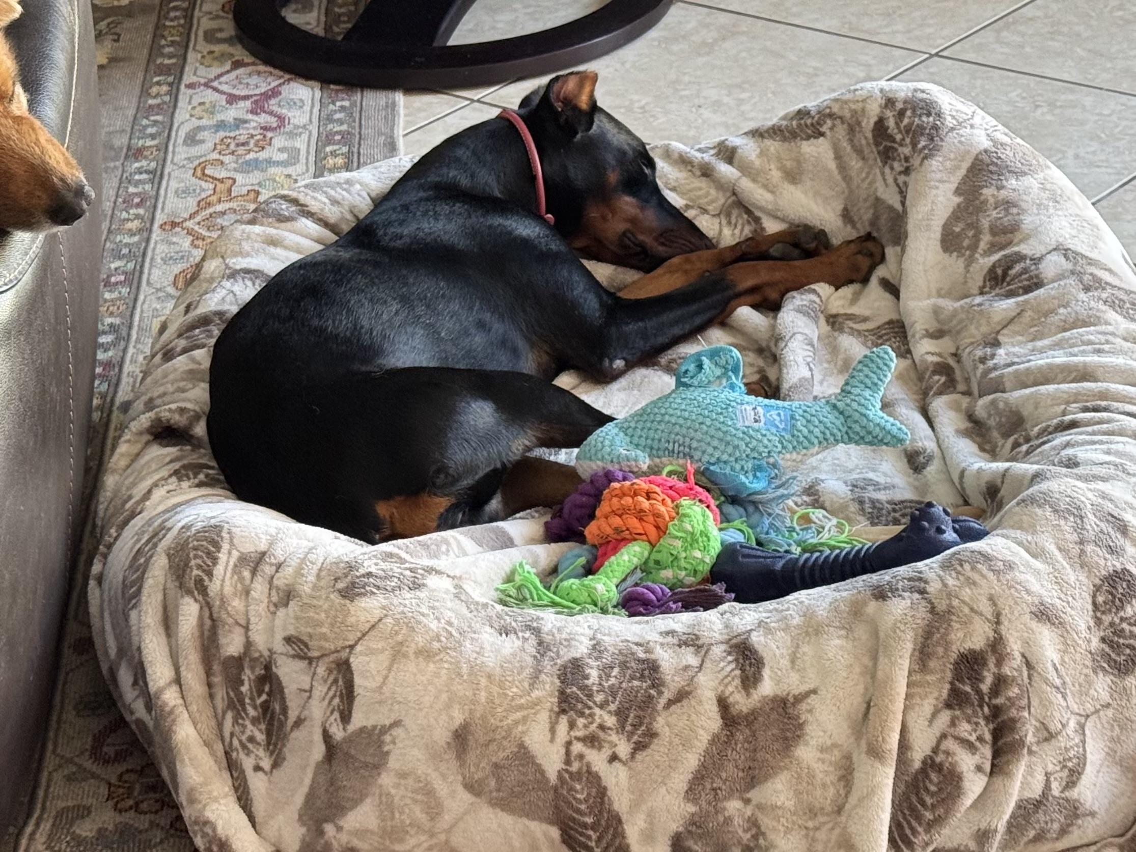 Bella, a Adoptable Doberman Pinscher in Las Vegas, NV image 2/5
