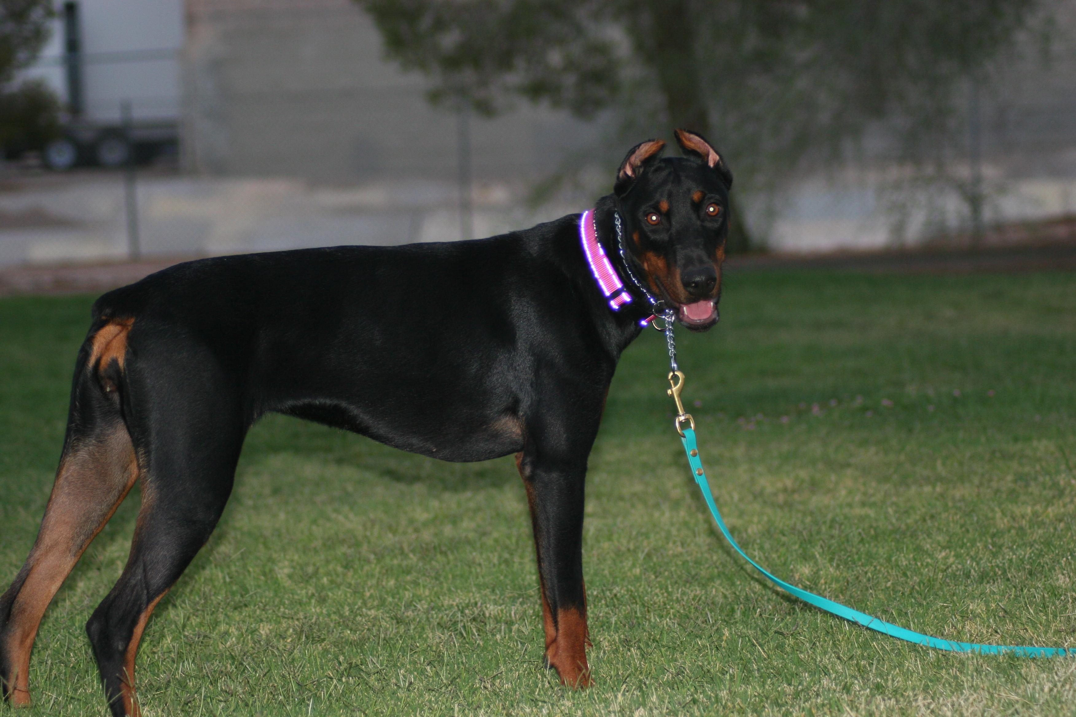 Bella, a Adoptable Doberman Pinscher in Las Vegas, NV image 3/5