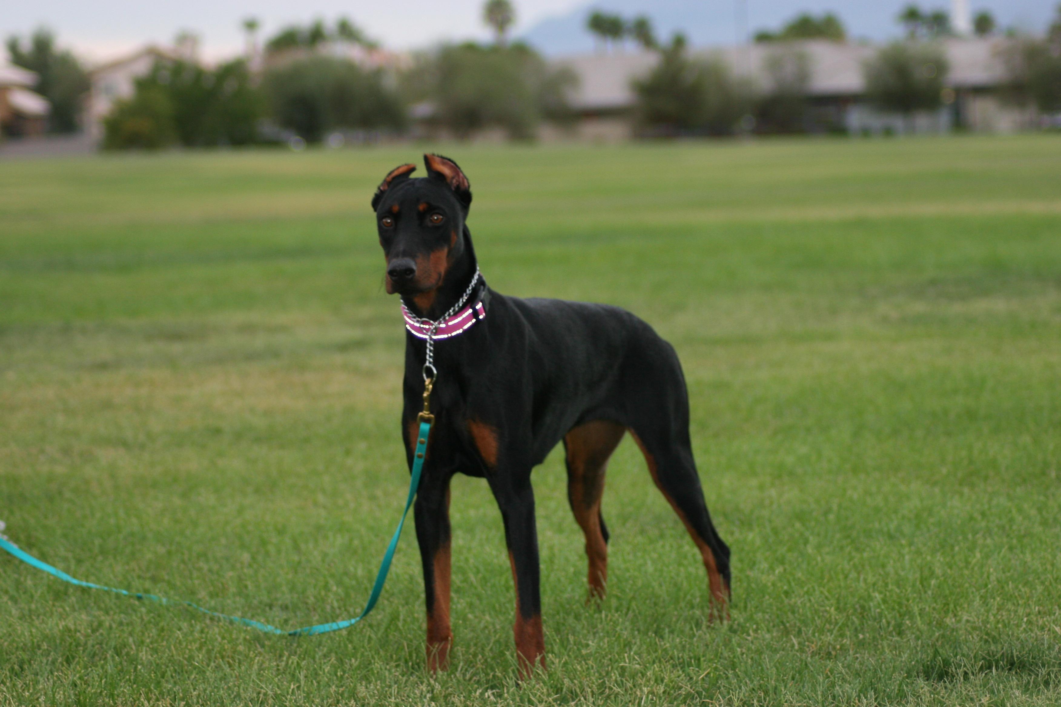 Bella, a Adoptable Doberman Pinscher in Las Vegas, NV image 4/5