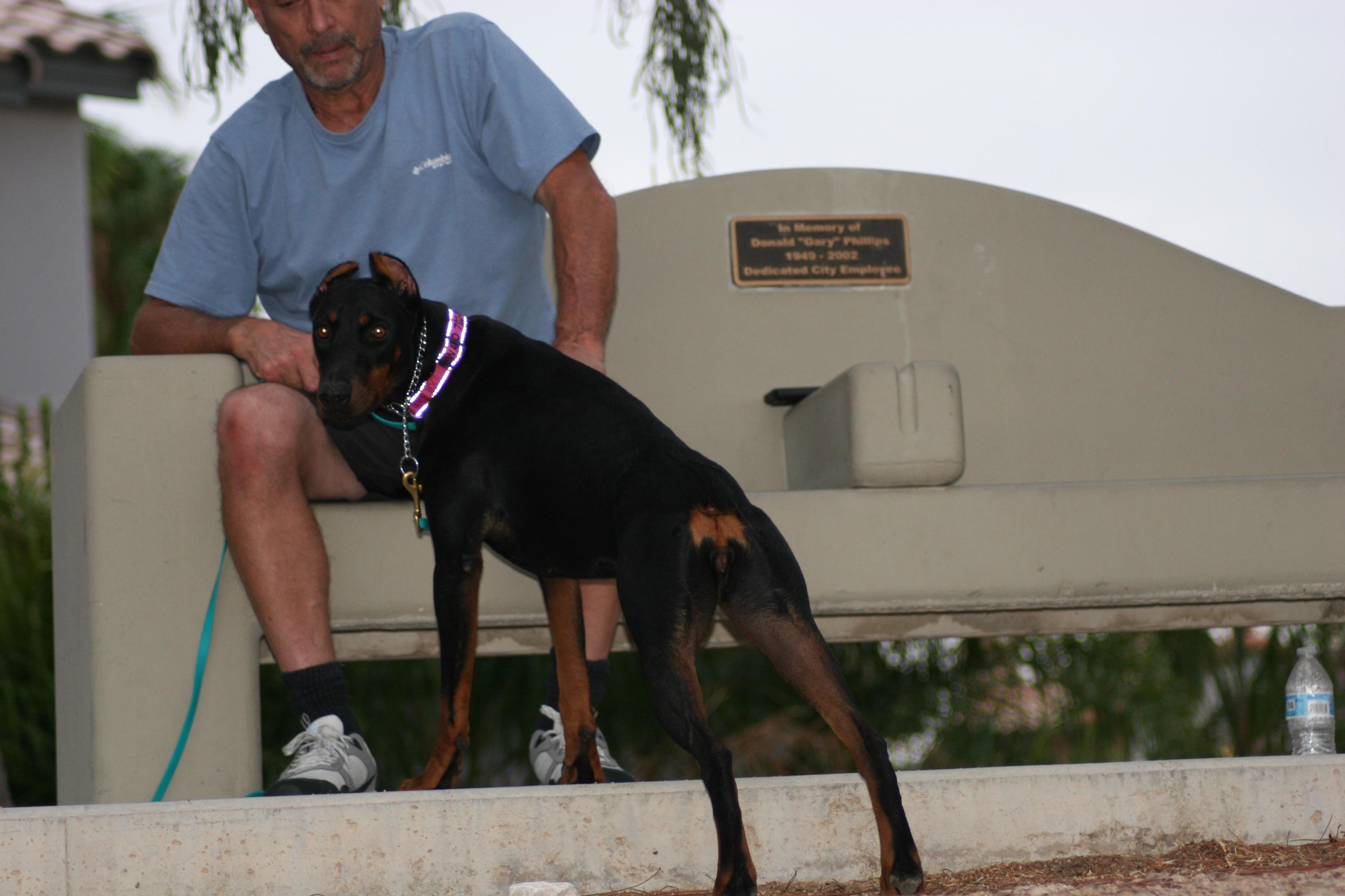 Bella, a Adoptable Doberman Pinscher in Las Vegas, NV image 5/5