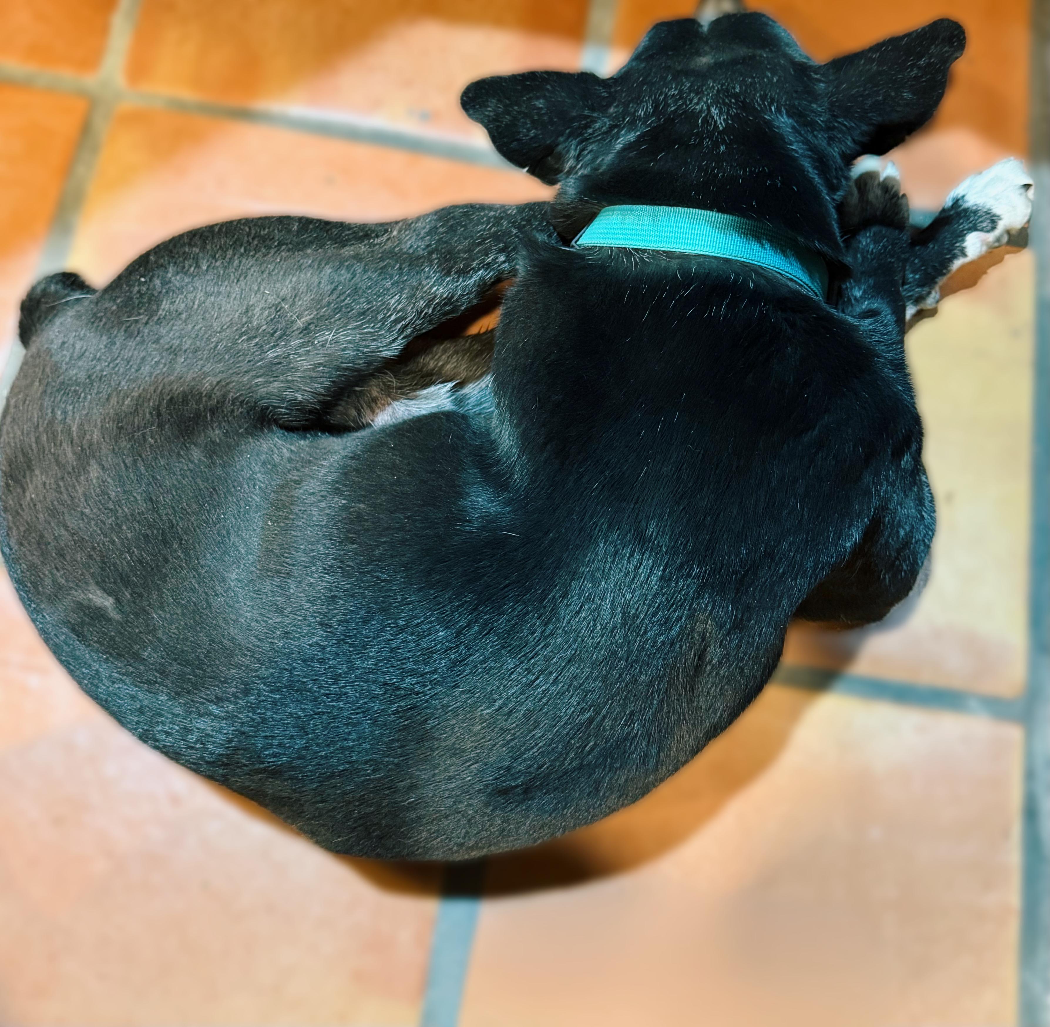 Lincoln Biscuit , a Adoptable mixed breed in Phoenix, AZ image 3/4