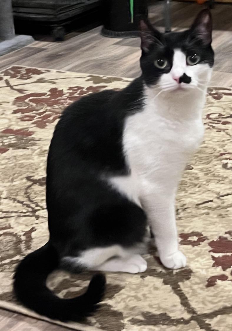 Kiki, a ADOPTABLE Domestic Short Hair in Andover, CT image 2/2