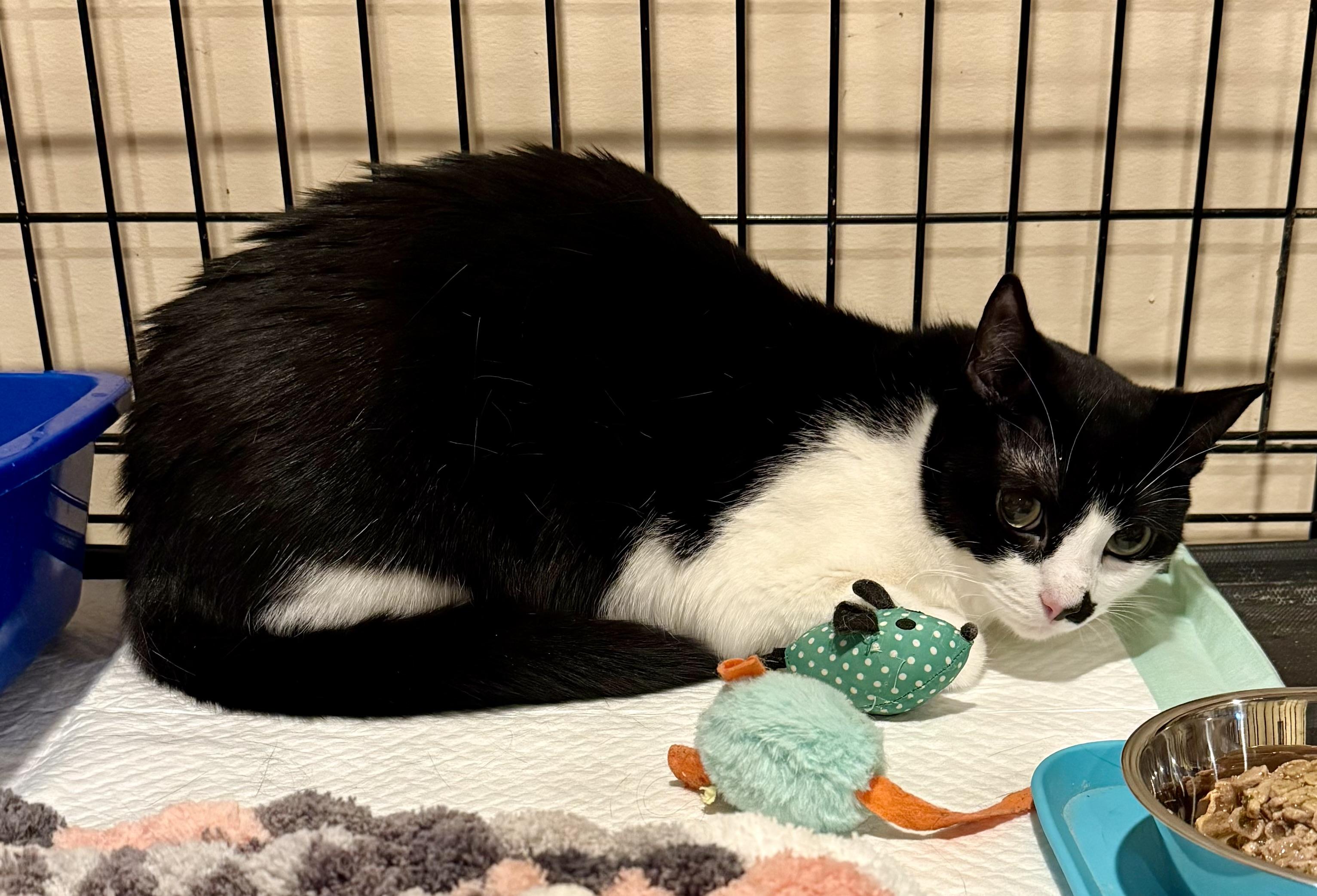 Kiki, a ADOPTABLE Domestic Short Hair in Andover, CT image 2/2