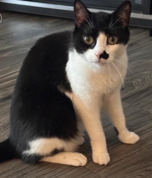 Kiki, ADOPTABLE, Adult Female Domestic Short Hair.