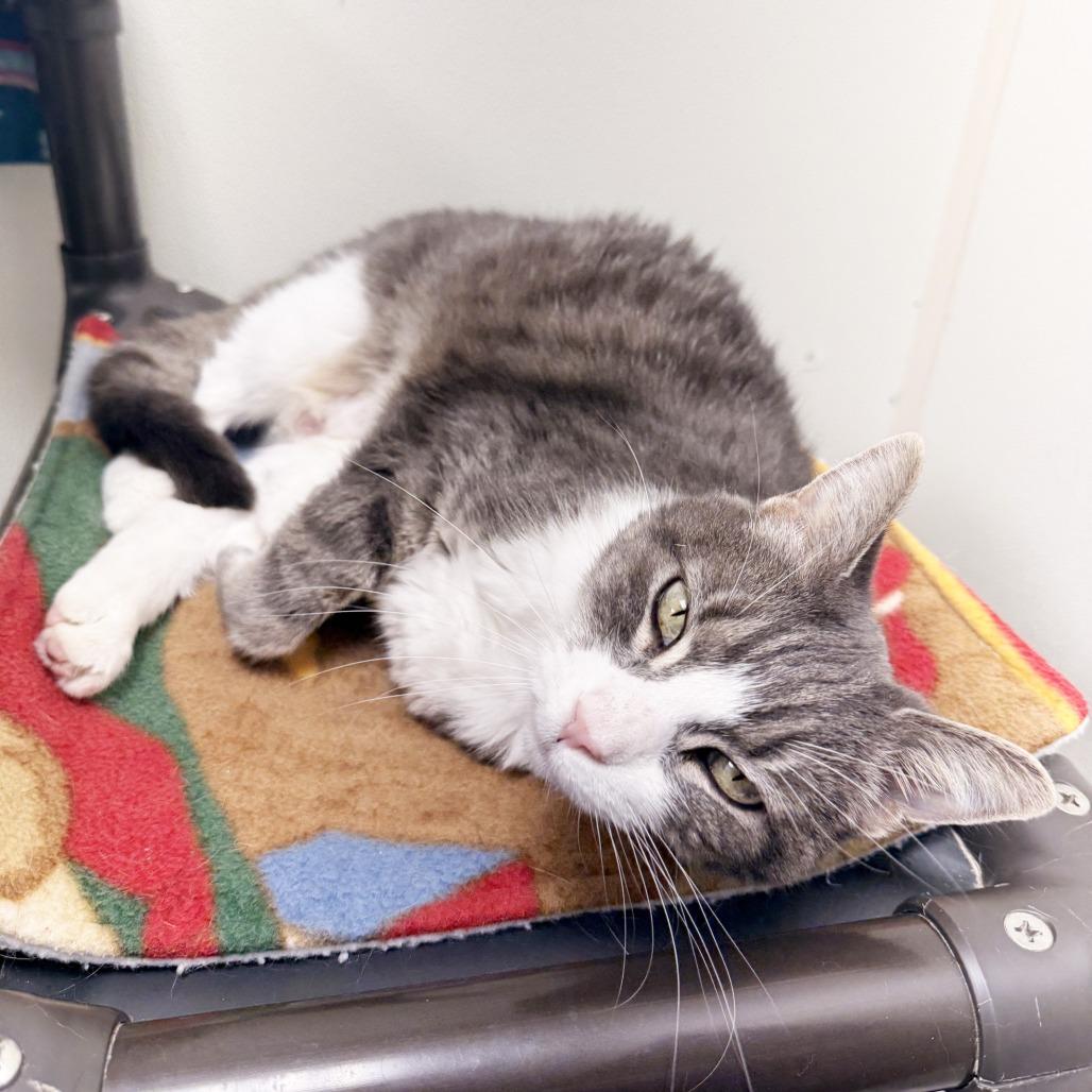 Elsie, Adoptable, Senior Female Domestic Short Hair.
