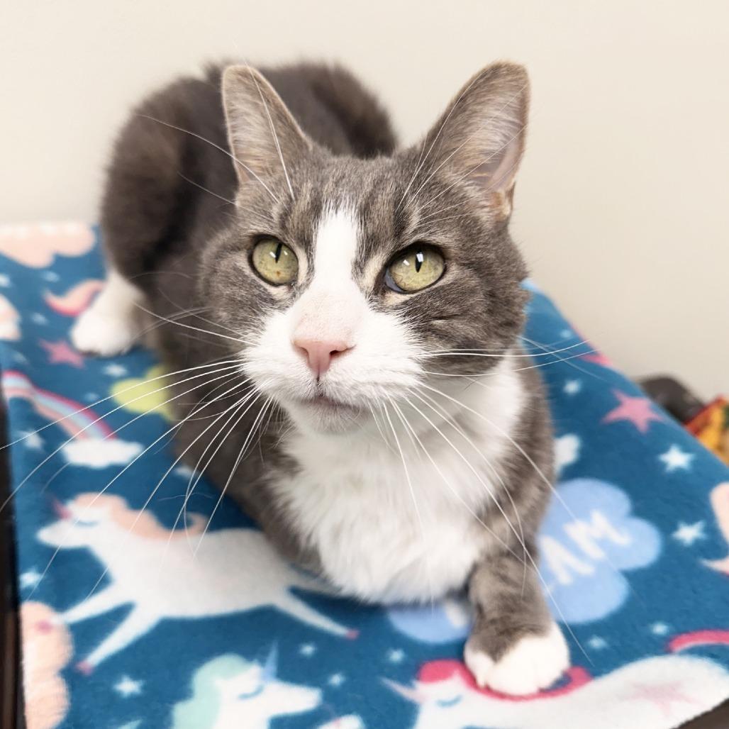 Enlarge Elsie, a Adoptable Domestic Short Hair in Oshkosh, WI image 2/4
