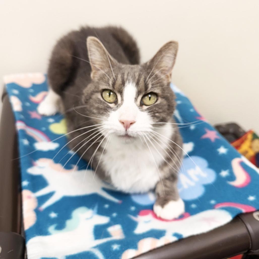 Enlarge Elsie, a Adoptable Domestic Short Hair in Oshkosh, WI image 3/4