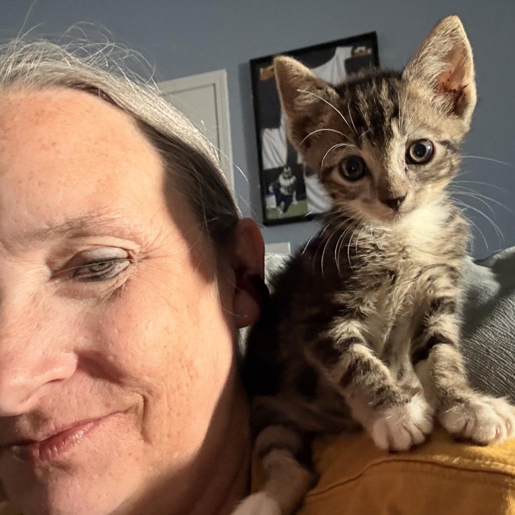 Ernie, Adoptable, Kitten Male Domestic Short Hair.