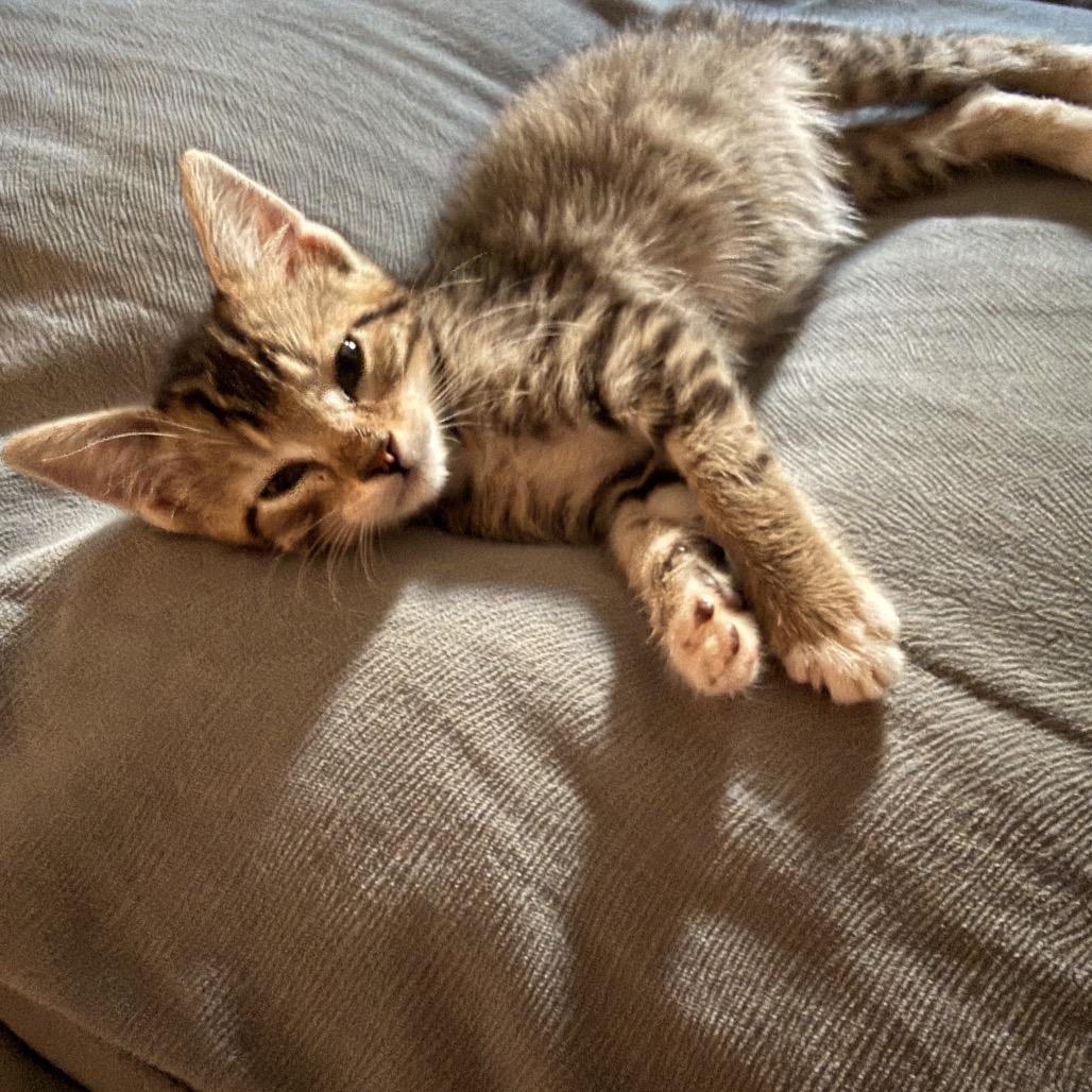 Enlarge Ernie, a Adoptable Domestic Short Hair in Wichita, KS image 2/4