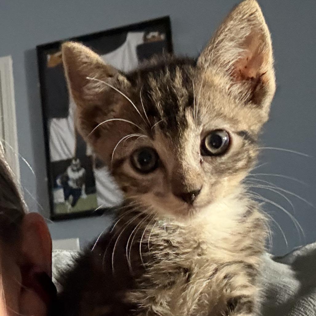 Enlarge Ernie, a Adoptable Domestic Short Hair in Wichita, KS image 3/4