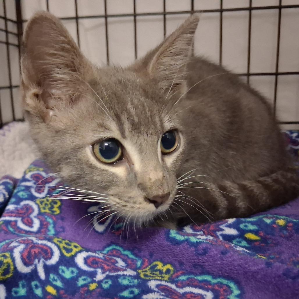 Enlarge Ernie, a Adoptable Domestic Short Hair in Wichita, KS image 4/4