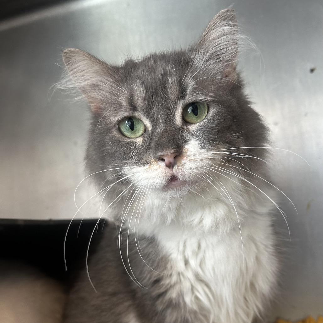 EP, Adoptable, Adult Female Domestic Short Hair.