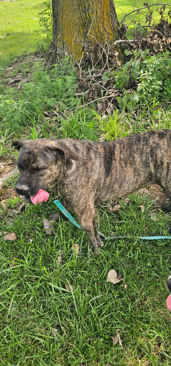 Enlarge ATHENA, a Adoptable Mastiff in Du Quoin, IL image 1/2