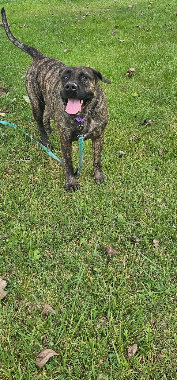 Enlarge ATHENA, a Adoptable Mastiff in Du Quoin, IL image 2/2