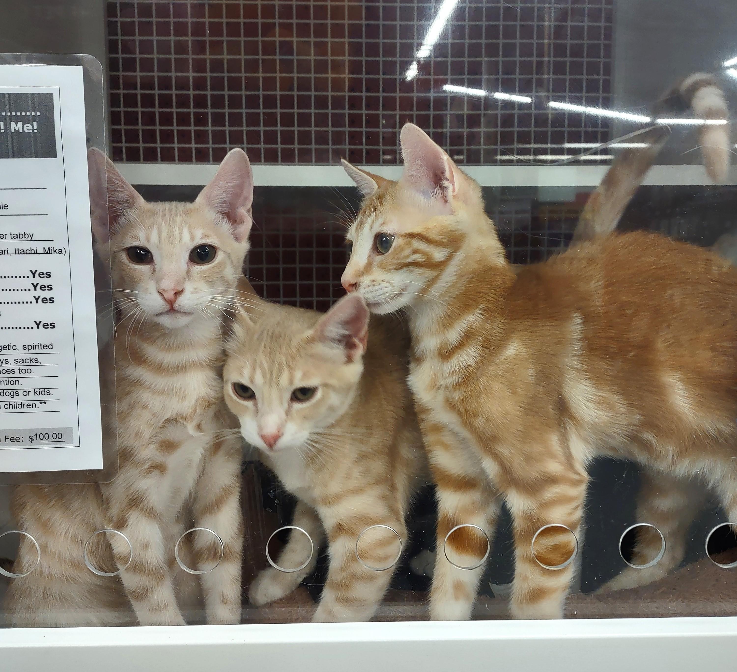 Enlarge Mitsu, Itachi, Atari, an adopted Oriental Tabby in Golden Valley, AZ image 1/1