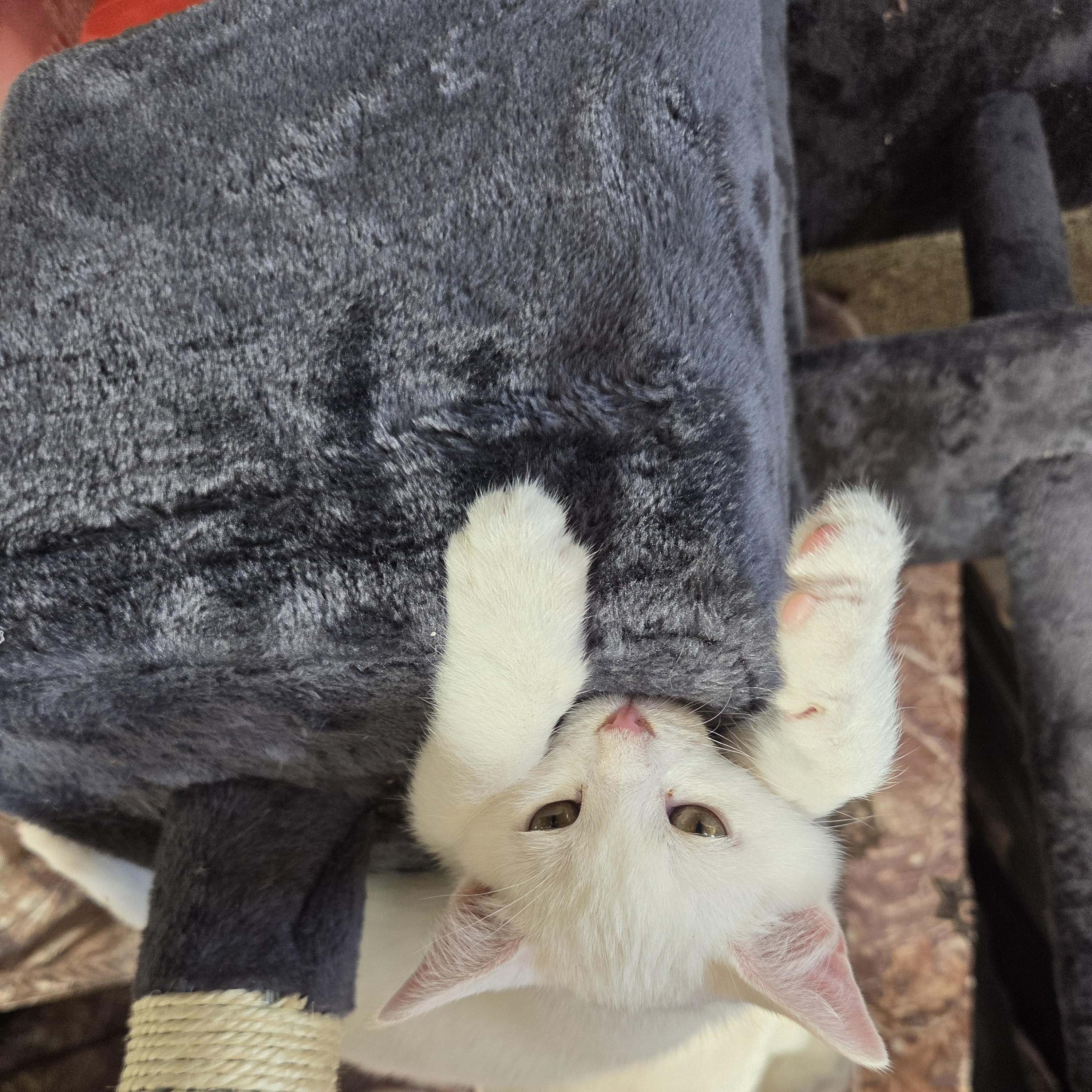 Enlarge Snow, a Adoptable Domestic Short Hair in Columbia, MO image 3/5