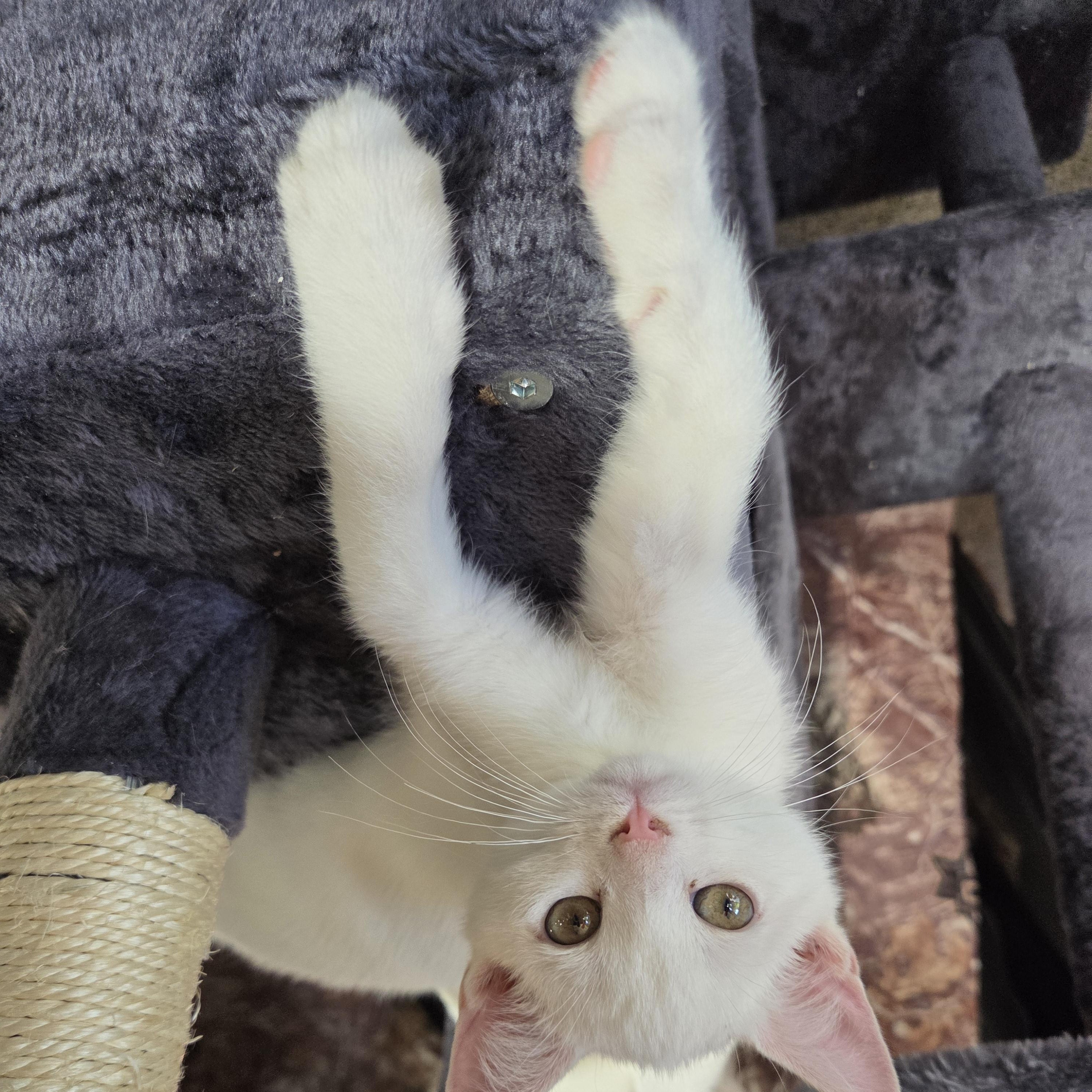 Enlarge Snow, a Adoptable Domestic Short Hair in Columbia, MO image 4/5