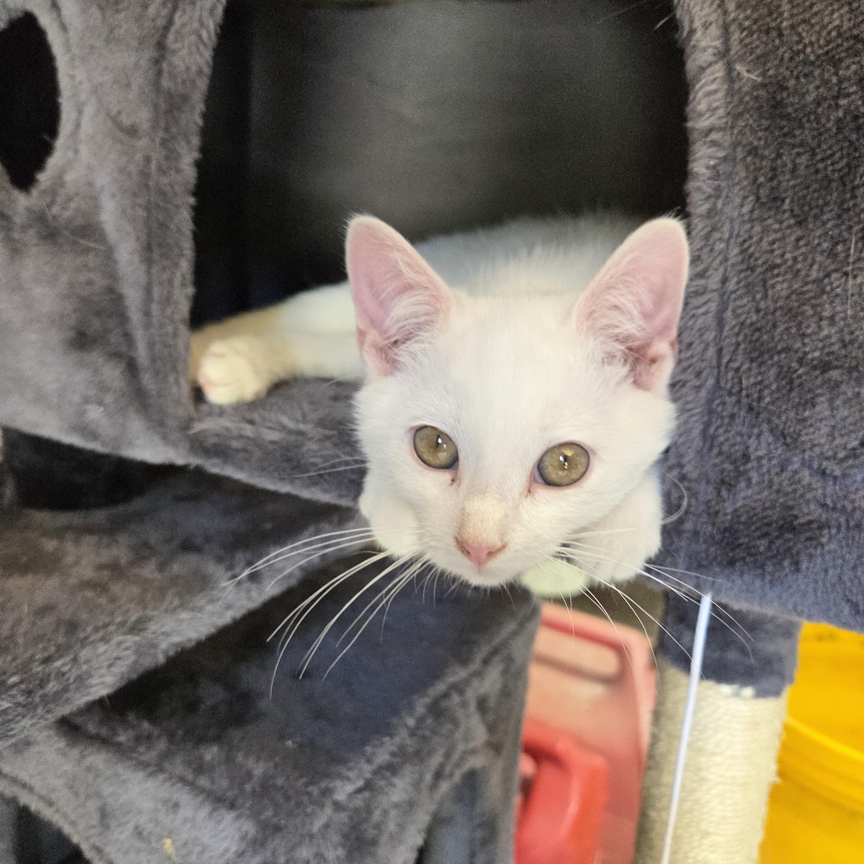 Enlarge Snow, a Adoptable Domestic Short Hair in Columbia, MO image 1/5