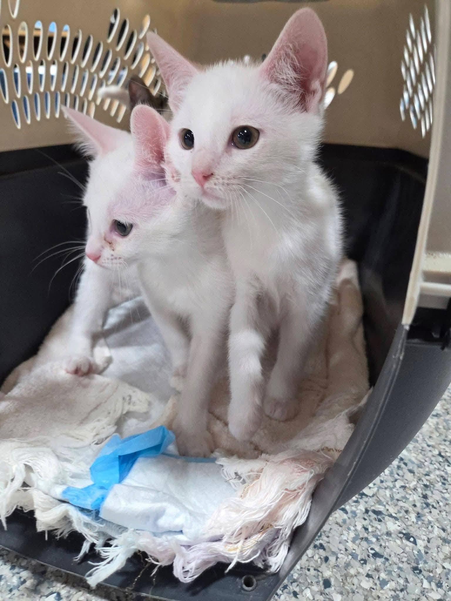Enlarge Snow, a Adoptable Domestic Short Hair in Columbia, MO image 2/5