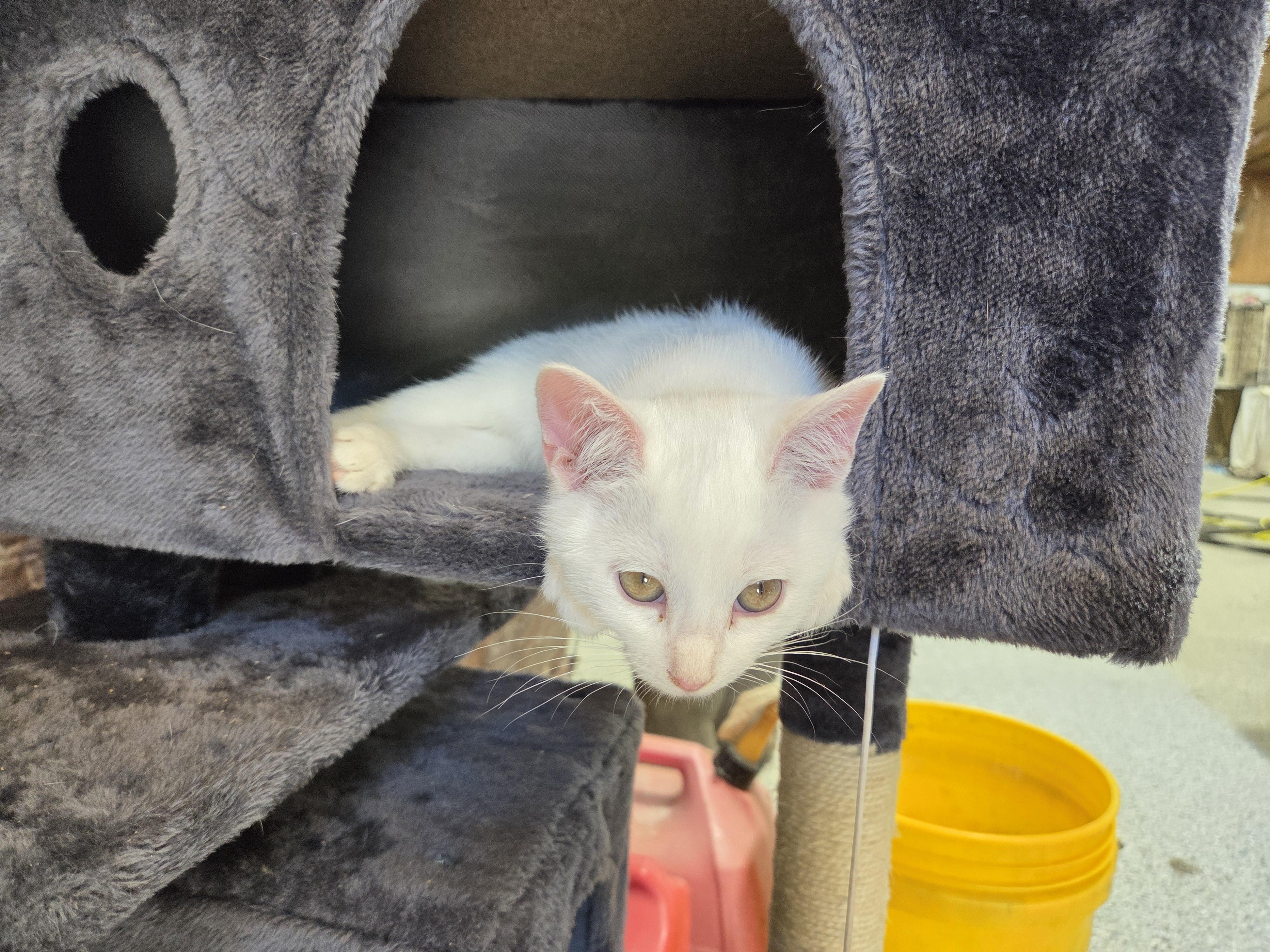 Enlarge Snow, a Adoptable Domestic Short Hair in Columbia, MO image 5/5