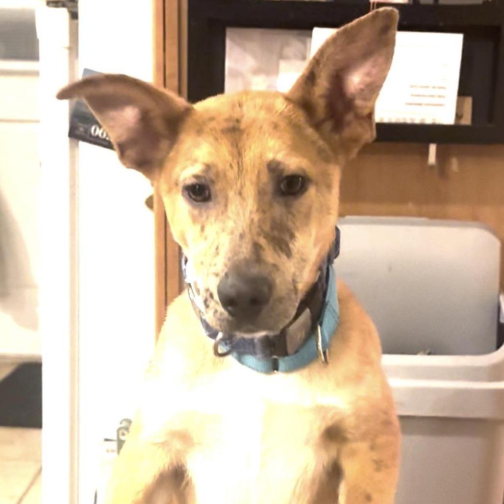 CT Payton (Fostered in Glastonbury, CT), Adoptable, Young Male Australian Shepherd & Catahoula Leopard Dog.