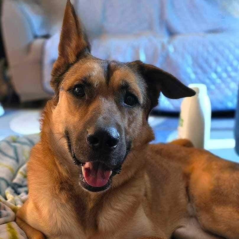 Enlarge Reese, a Adoptable mixed breed in Lemont, IL image 4/6