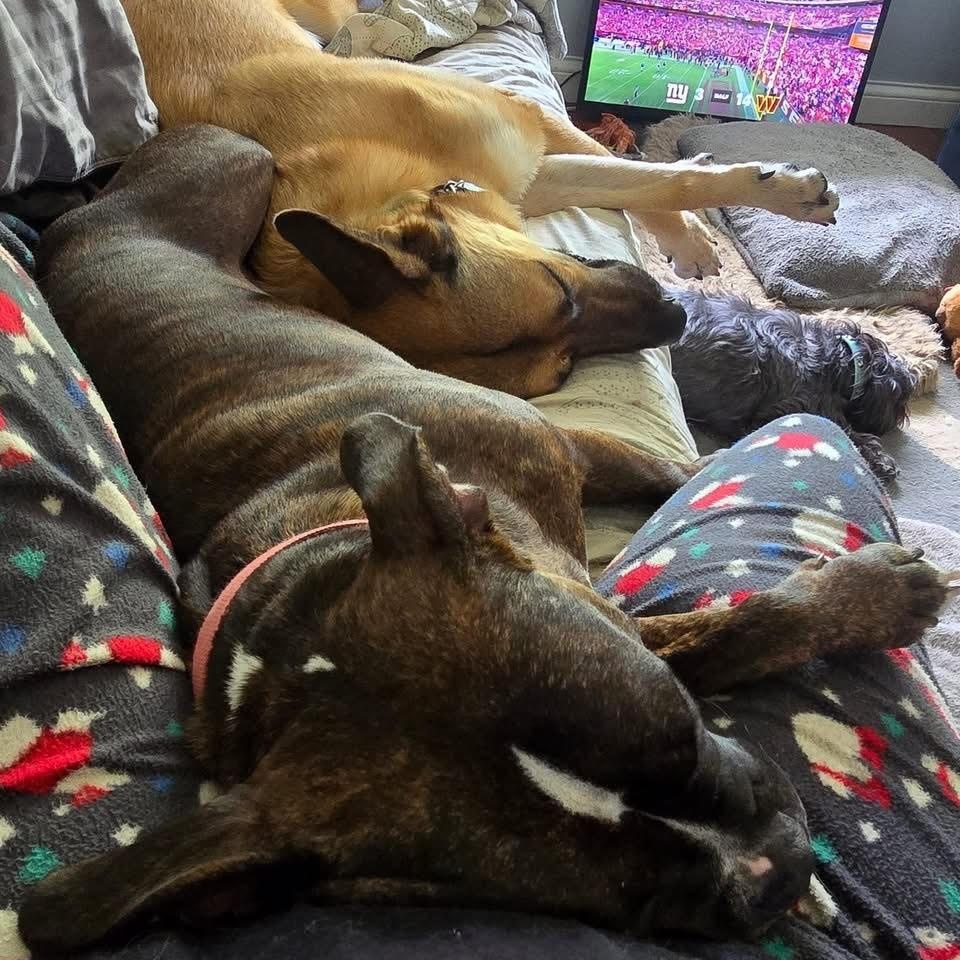 Enlarge Reese, a Adoptable mixed breed in Lemont, IL image 3/6