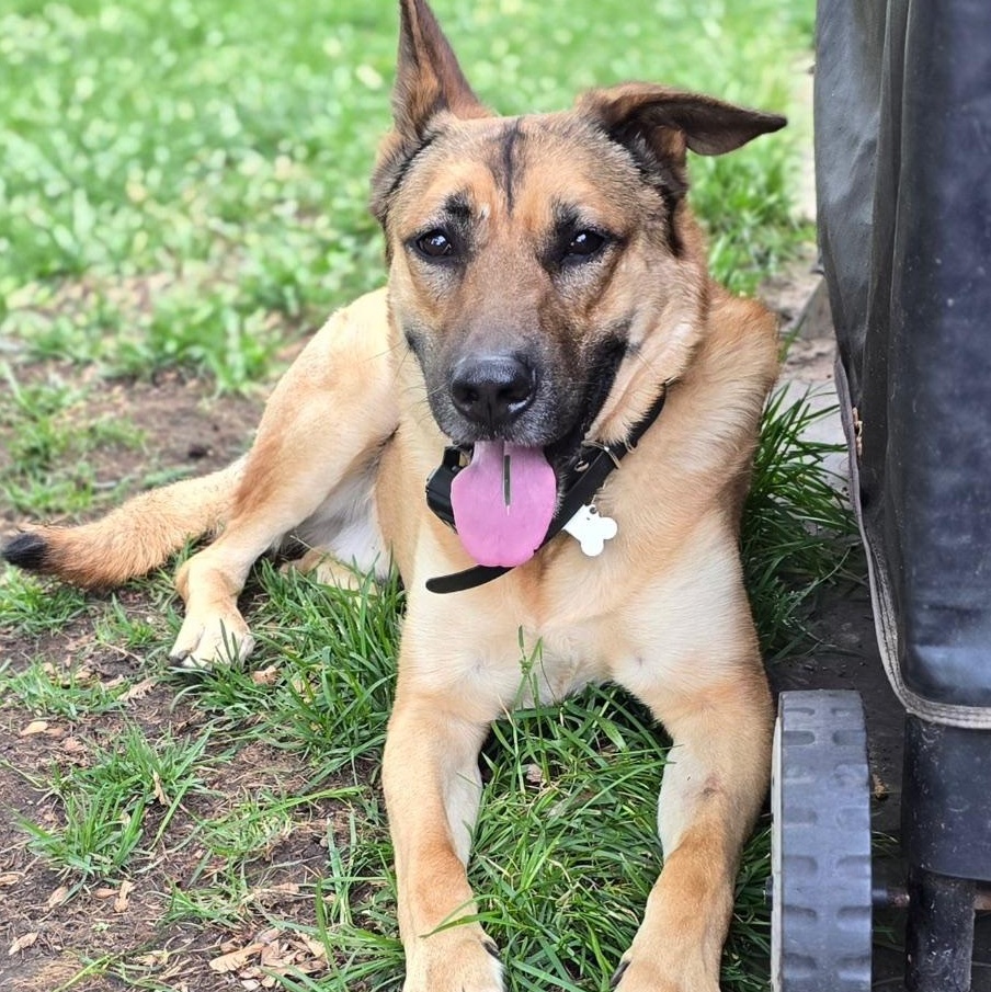 Reese (Adoption Fee Sponsored)