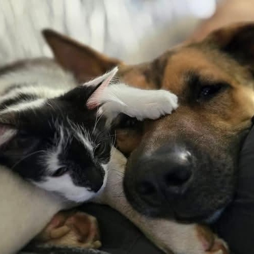 Enlarge Reese, a Adoptable mixed breed in Lemont, IL image 6/6