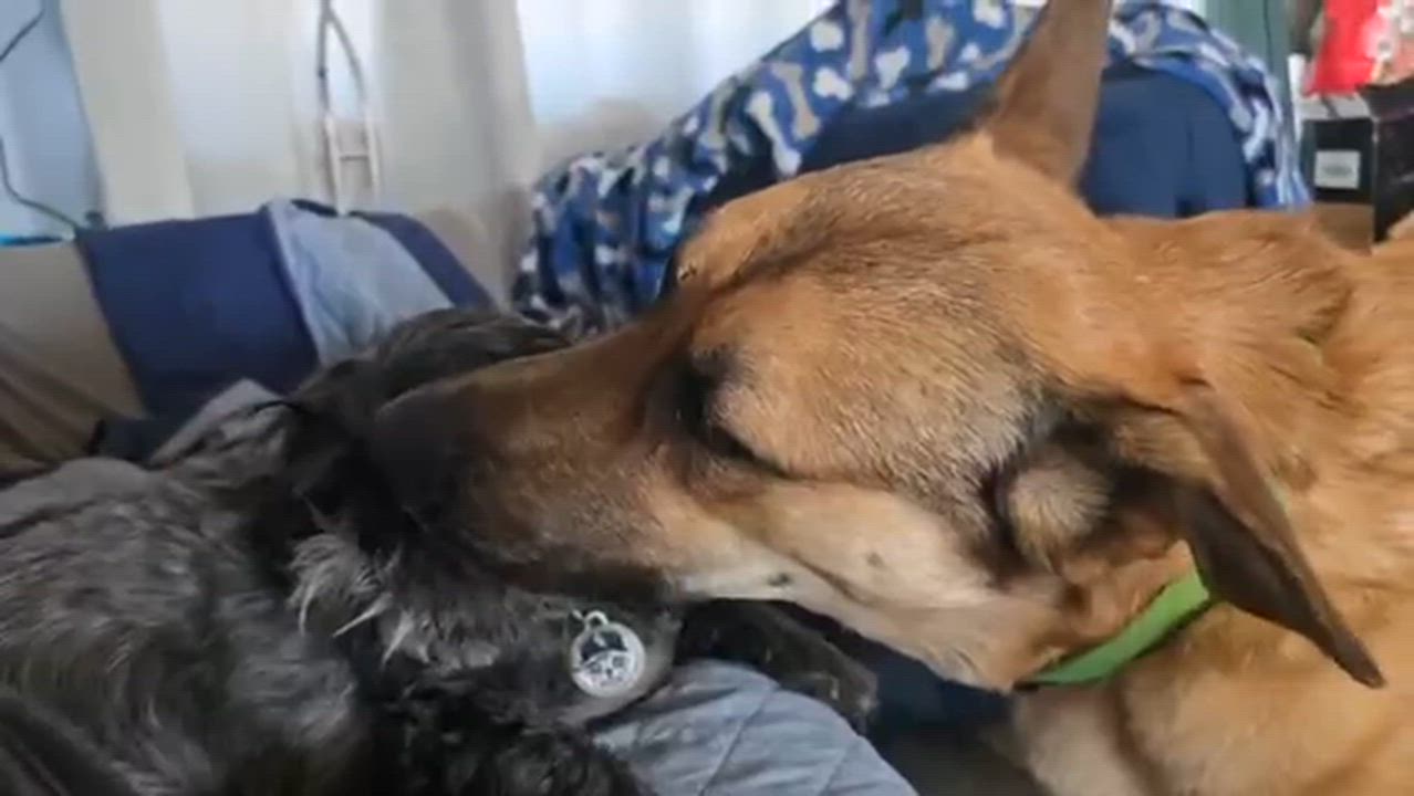 Enlarge Reese, a Adoptable mixed breed in Lemont, IL video 2/6