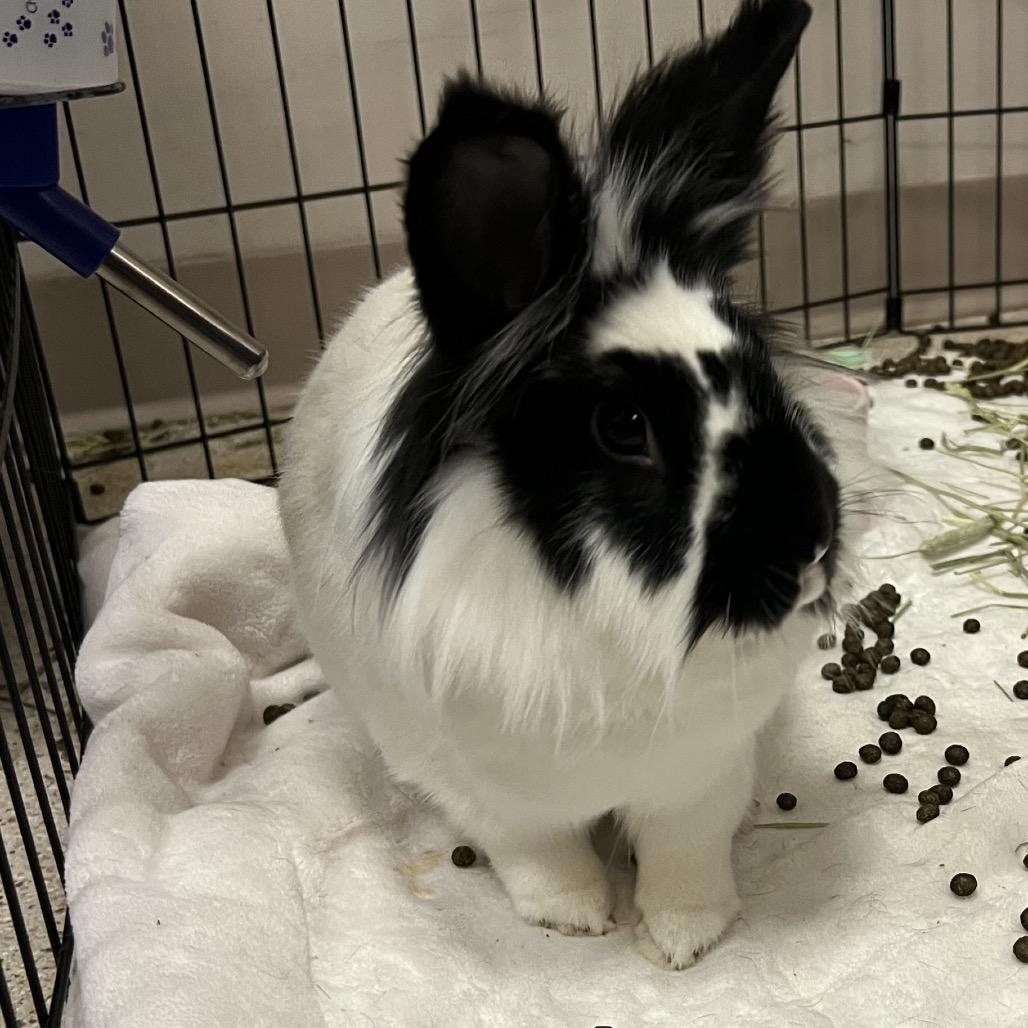 Cliff, Adoptable, Adult Male Lionhead.