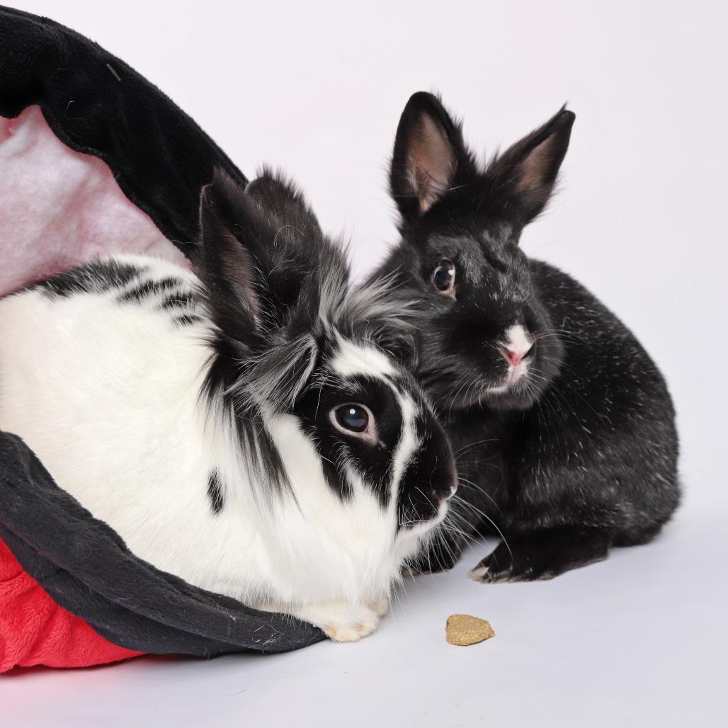 Cliff, Adoptable, Adult Male Lionhead.