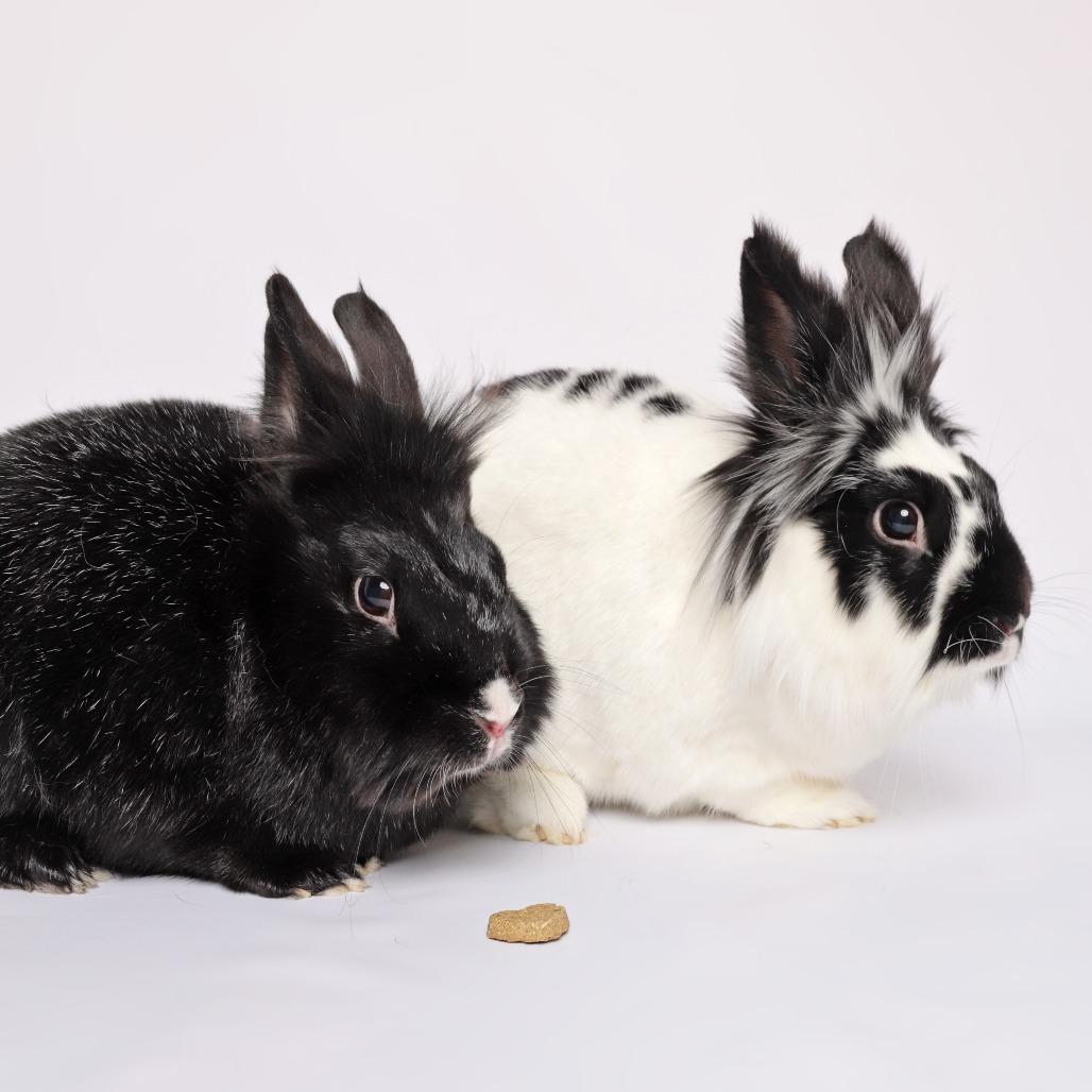 Enlarge Cliff, a Adoptable Lionhead in Murray, UT image 2/2