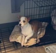 Willy, an adoptable mixed breed in Allen, TX image 1/2