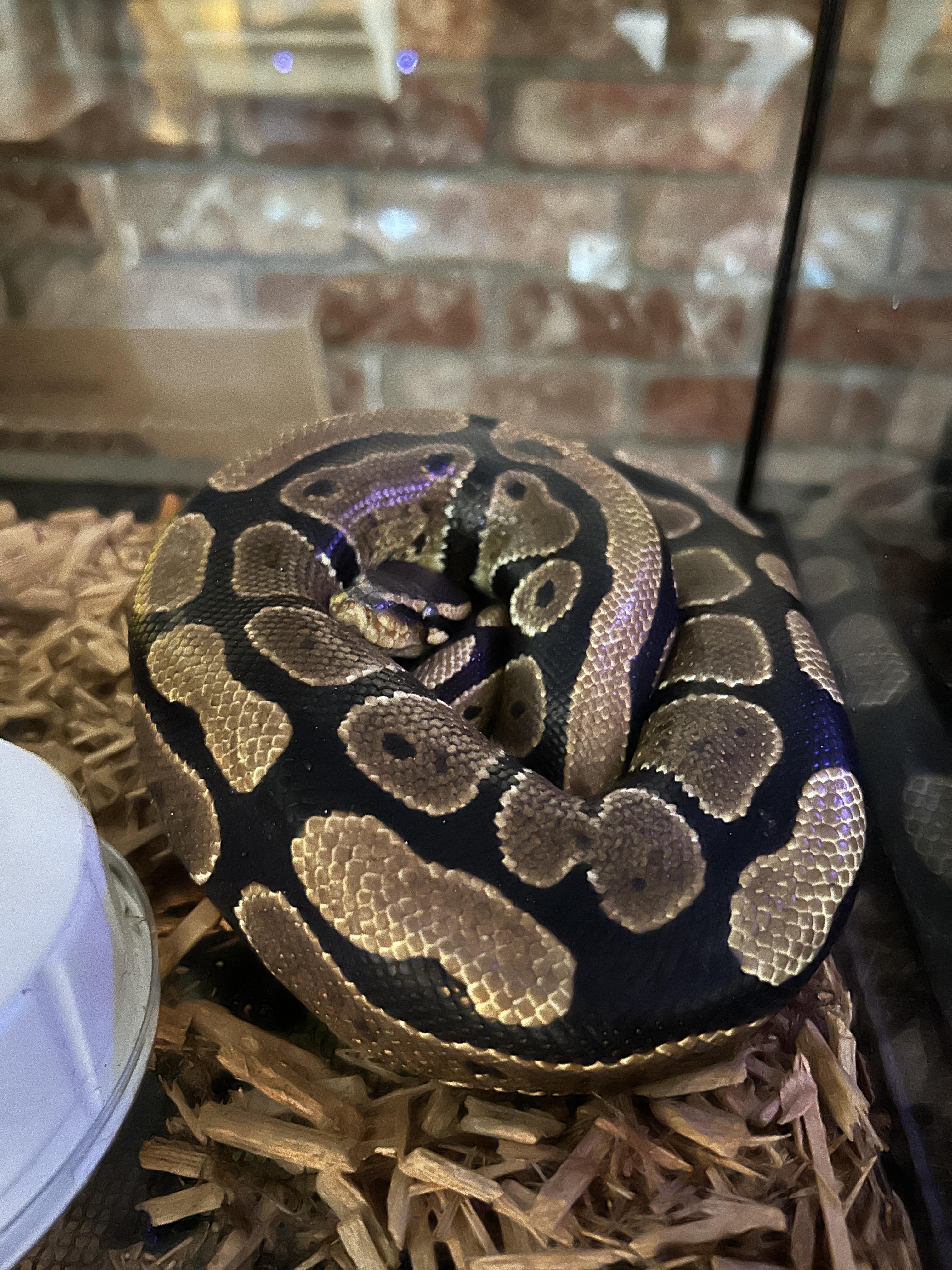 Twinkles, ADOPTABLE, Young Unknown Python.