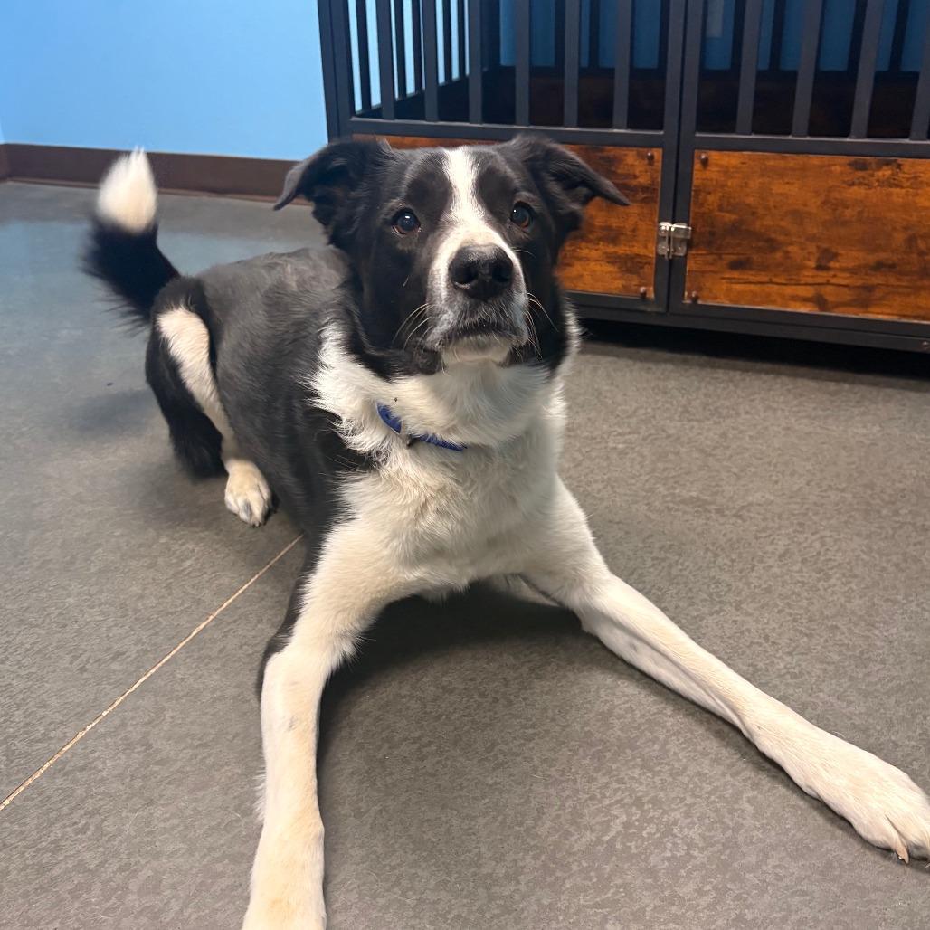 Enlarge Neptune, a Adoptable mixed breed in Idaho Falls, ID image 1/6