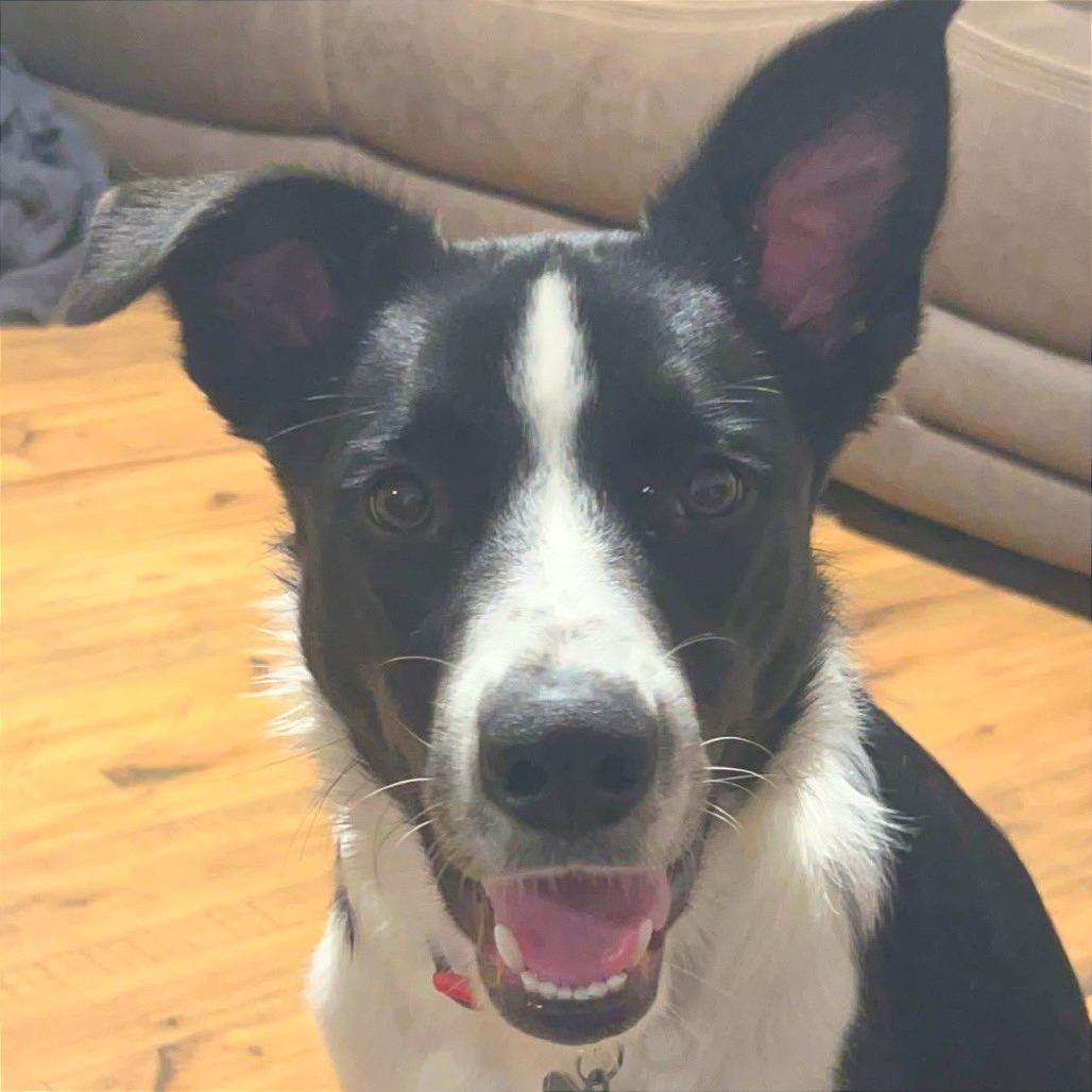 Enlarge Neptune, a Adoptable mixed breed in Idaho Falls, ID image 2/6