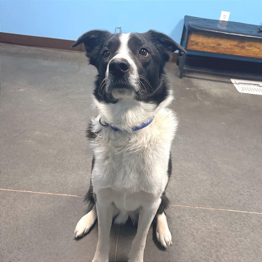 Enlarge Neptune, a Adoptable mixed breed in Idaho Falls, ID image 3/6