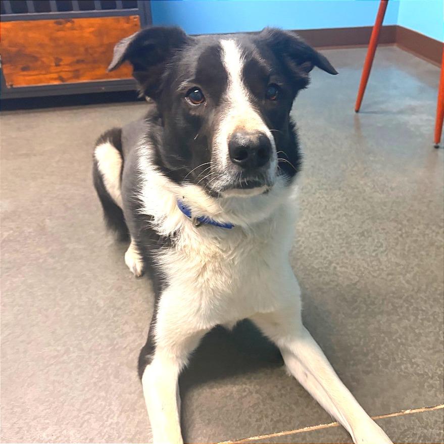 Enlarge Neptune, a Adoptable mixed breed in Idaho Falls, ID image 4/6
