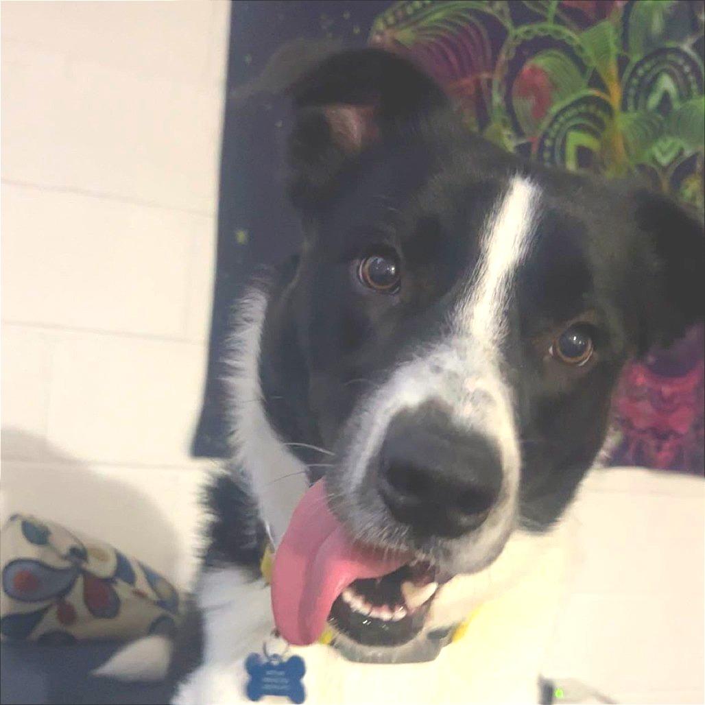Enlarge Neptune, a Adoptable mixed breed in Idaho Falls, ID image 5/6