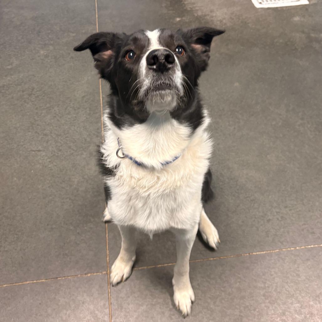 Enlarge Neptune, a Adoptable mixed breed in Idaho Falls, ID image 6/6