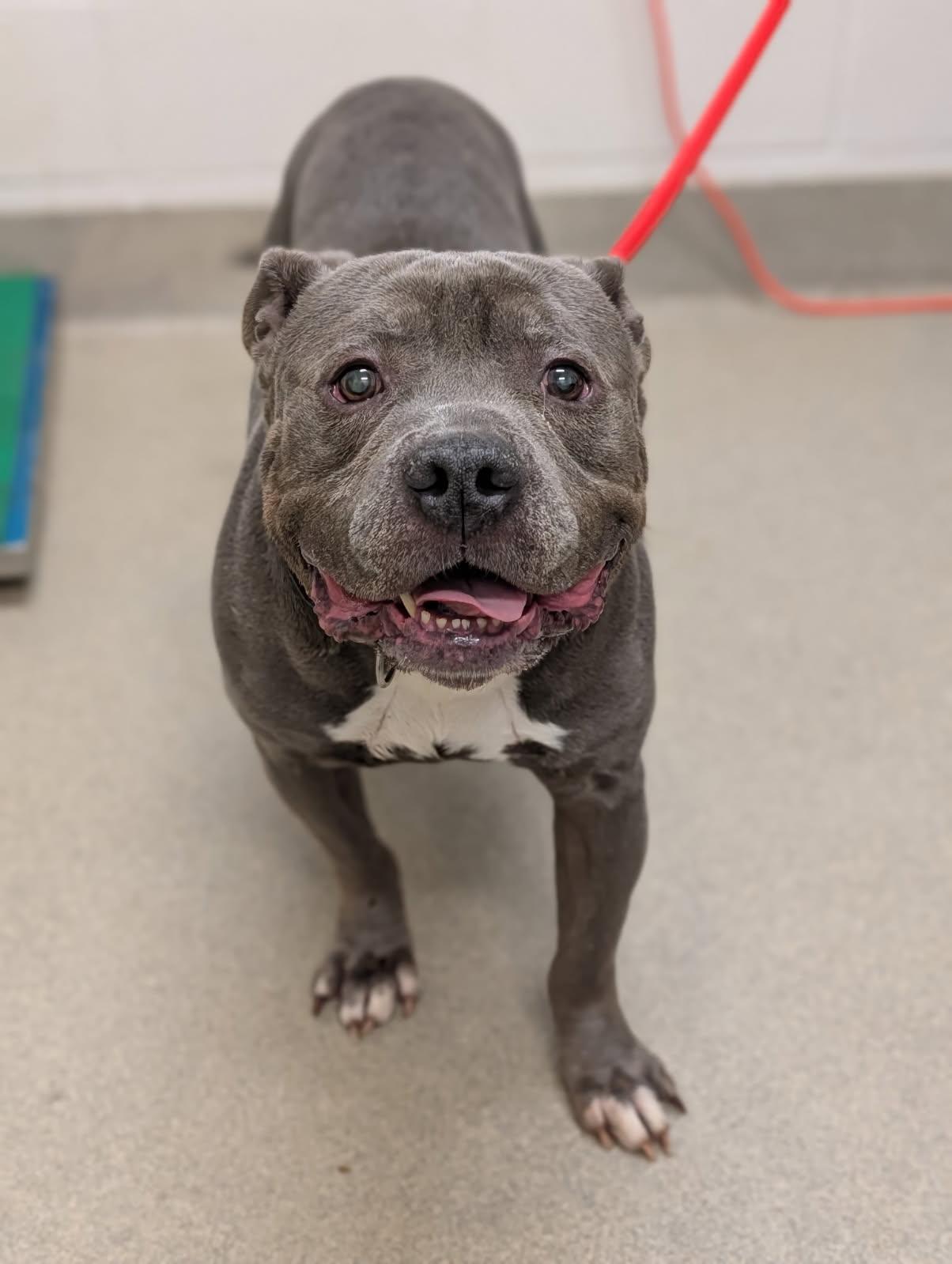 Doop, a ADOPTABLE mixed breed in Mount Vernon, OH image 2/2