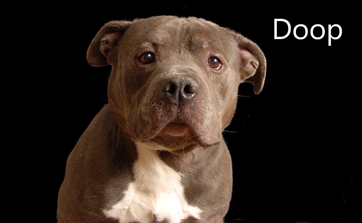 Doop, a ADOPTABLE mixed breed in Mount Vernon, OH image 1/2