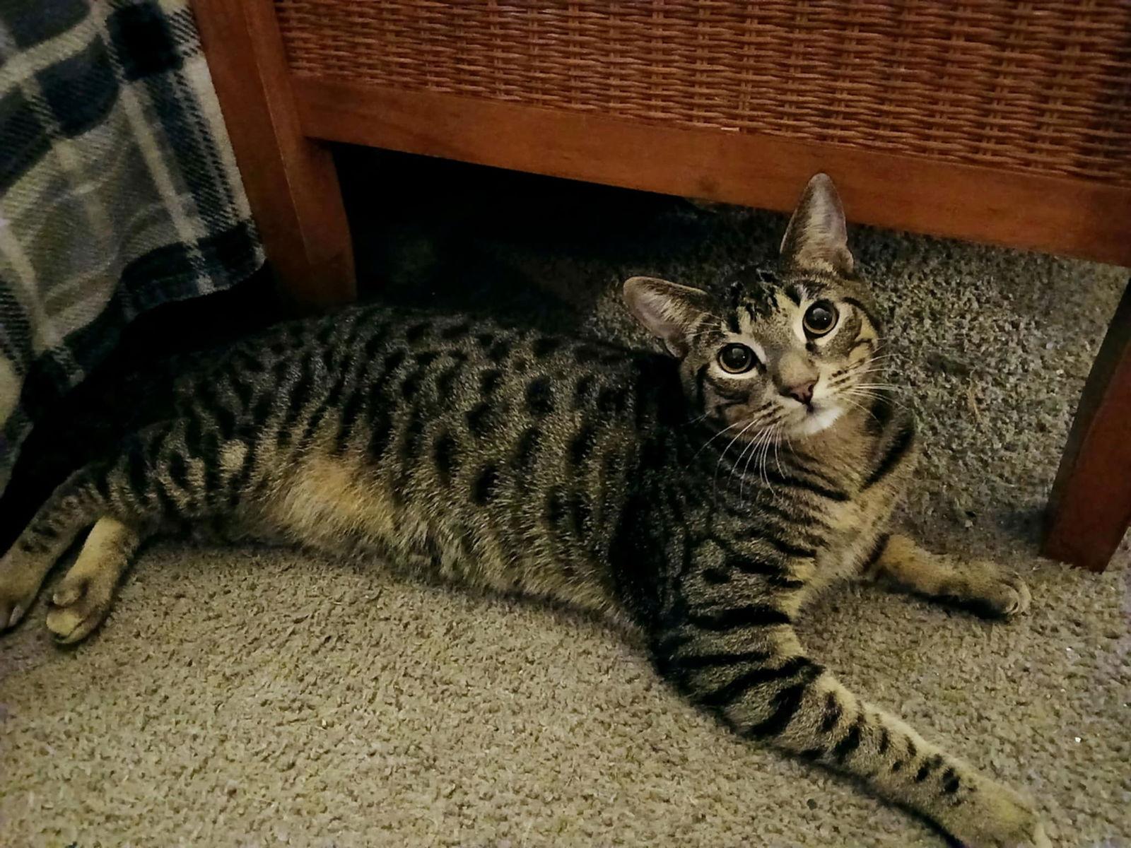 Ace, Adopted, Young Male Domestic Short Hair.